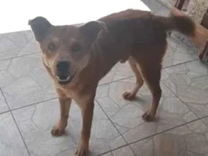 Cachorro raça SRD-ViraLata idade 2 anos nome Luke