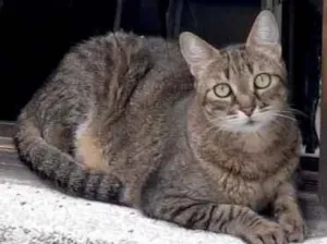 Gato raça SRD-ViraLata idade 6 ou mais anos nome Pitoco