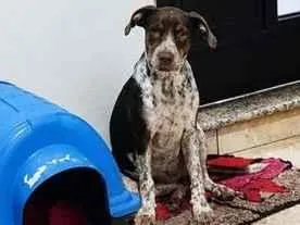 Cachorro raça SRD-ViraLata idade 2 a 6 meses nome Mel
