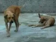 Cachorro raça SRD-ViraLata idade 7 a 11 meses nome Atos e Atenas