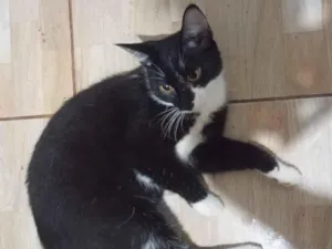 Gato raça SRD-ViraLata idade 1 ano nome Óreo e Flocos
