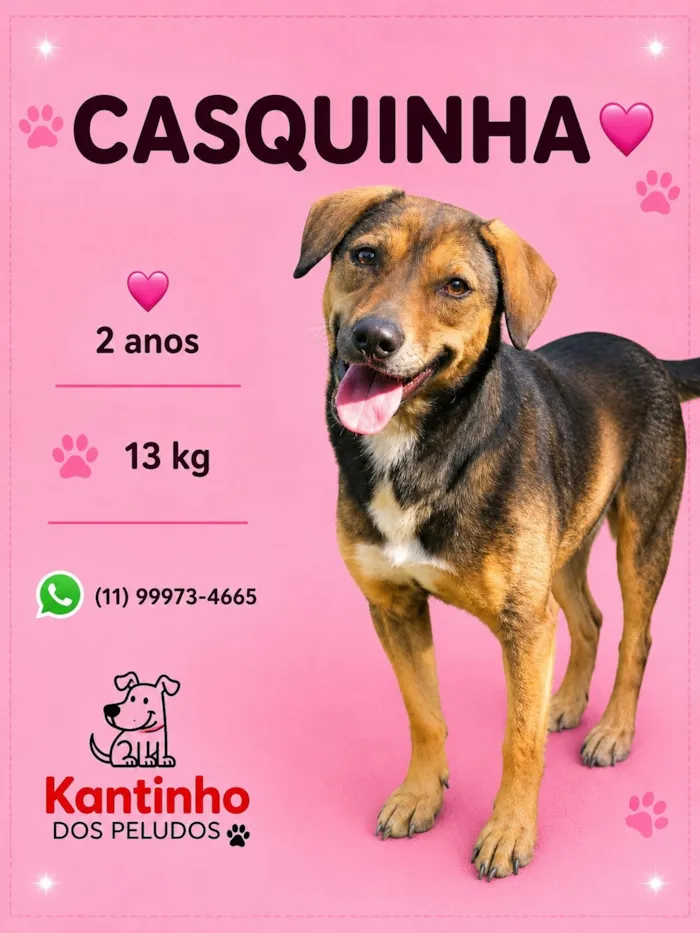Cachorro raça SRD-ViraLata idade 2 anos nome Casquinha
