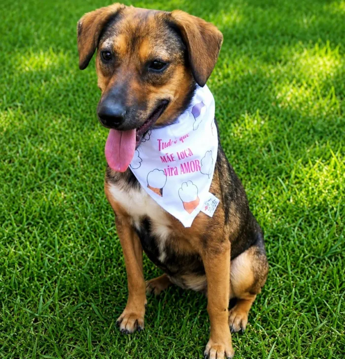Cachorro raça SRD-ViraLata idade 2 anos nome Casquinha