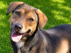 Cachorro raça SRD-ViraLata idade 2 anos nome Casquinha