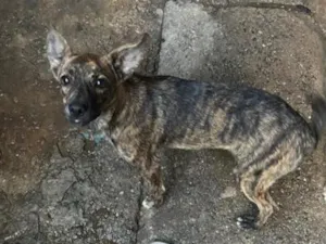 Cachorro raça SRD-ViraLata idade 2 a 6 meses nome pandora