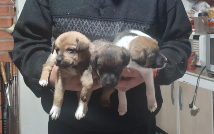 Cachorro raça SRD-ViraLata idade 2 a 6 meses nome Eles não tens nomes ainda