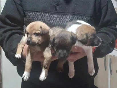 Cachorro raça SRD-ViraLata idade 2 a 6 meses nome Eles não tens nomes ainda