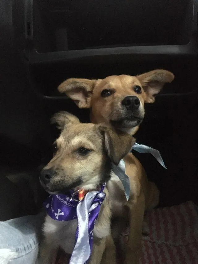 Cachorro raça SRD-ViraLata idade 2 anos nome Marley e Dentinha