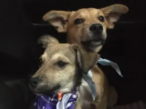Cachorro raça SRD-ViraLata idade 2 anos nome Marley e Dentinha