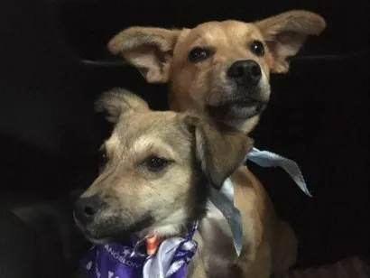 Cachorro raça SRD-ViraLata idade 2 anos nome Marley e Dentinha