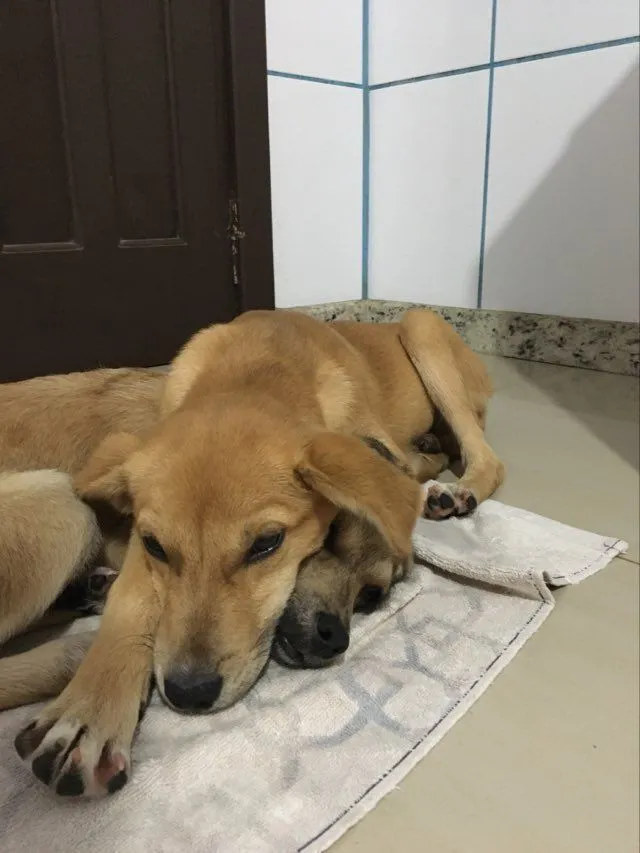Cachorro raça SRD-ViraLata idade 2 anos nome Marley e Dentinha