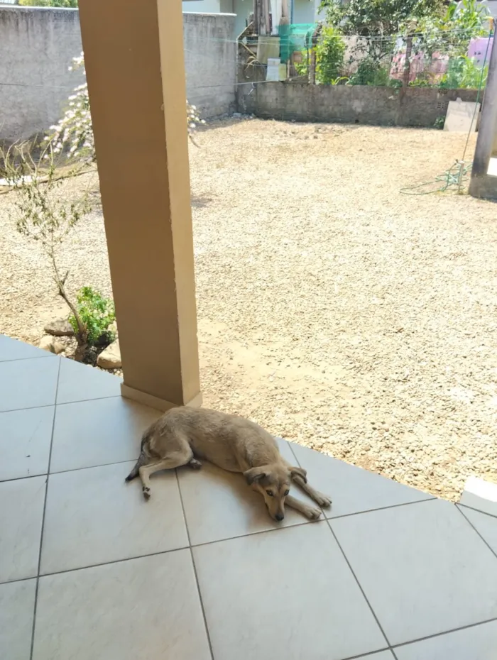 Cachorro raça SRD-ViraLata idade 2 anos nome Marley e Dentinha