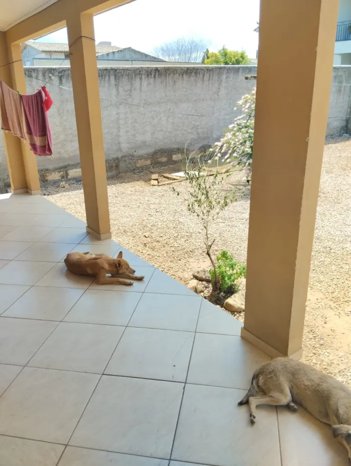 Cachorro raça SRD-ViraLata idade 2 anos nome Marley e Dentinha