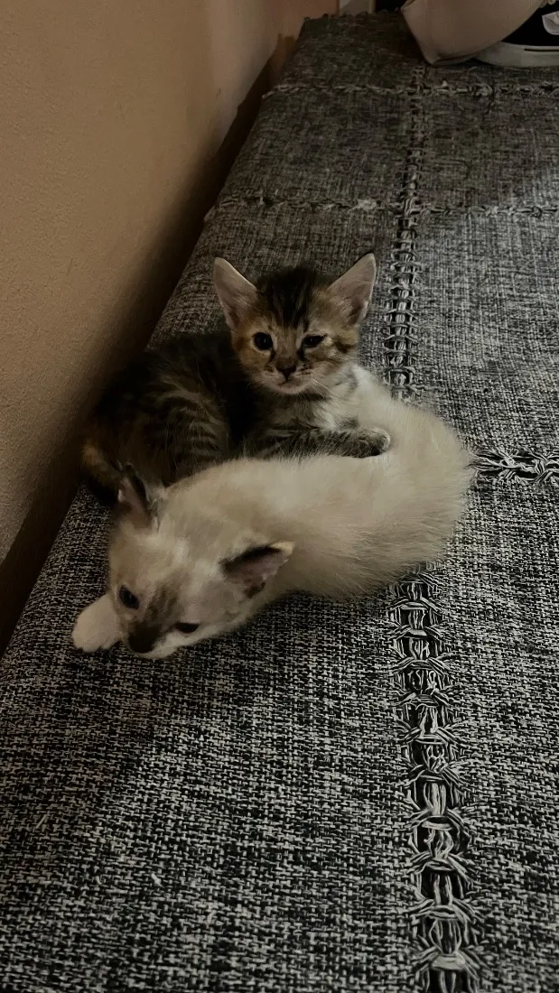 Gato raça SRD-ViraLata idade Abaixo de 2 meses nome não tem