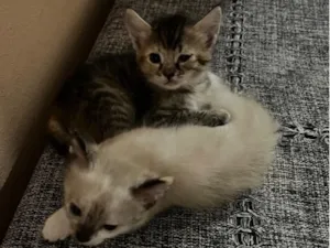 Gato raça SRD-ViraLata idade Abaixo de 2 meses nome não tem