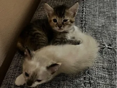 Gato raça SRD-ViraLata idade Abaixo de 2 meses nome não tem