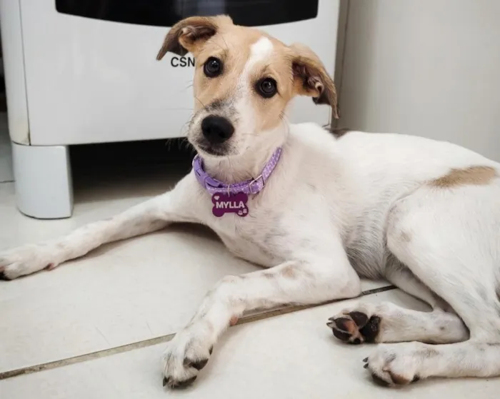Cachorro raça SRD-ViraLata idade 7 a 11 meses nome Mylla