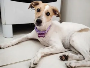 Cachorro raça SRD-ViraLata idade 7 a 11 meses nome Mylla