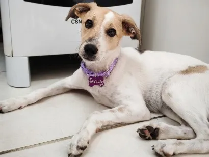 Cachorro raça SRD-ViraLata idade 7 a 11 meses nome Mylla