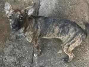 Cachorro raça SRD-ViraLata idade 2 a 6 meses nome pandora