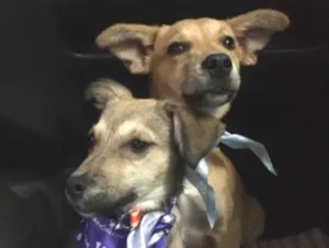 Cachorro raça SRD-ViraLata idade 2 anos nome Marley e Dentinha