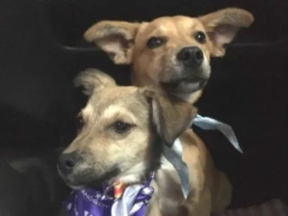 Cachorro raça SRD-ViraLata idade 2 anos nome Marley e Dentinha