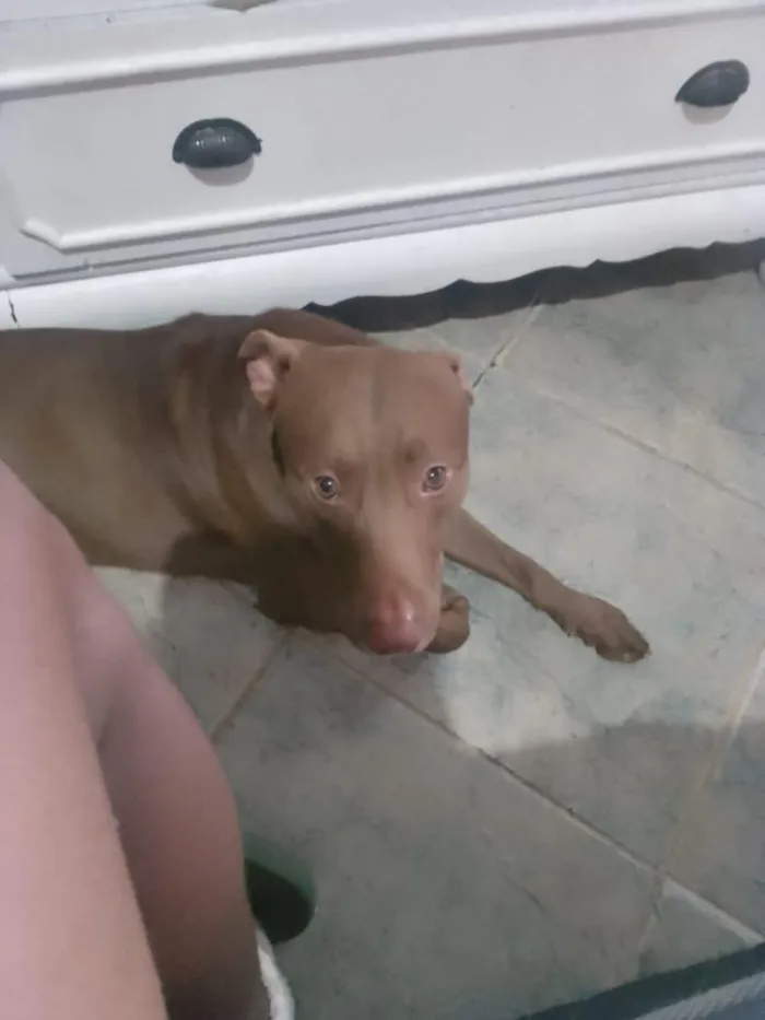 Cachorro raça Pit-Bull idade 2 anos nome horus