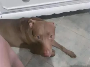 Cachorro raça Pit-Bull idade 2 anos nome horus