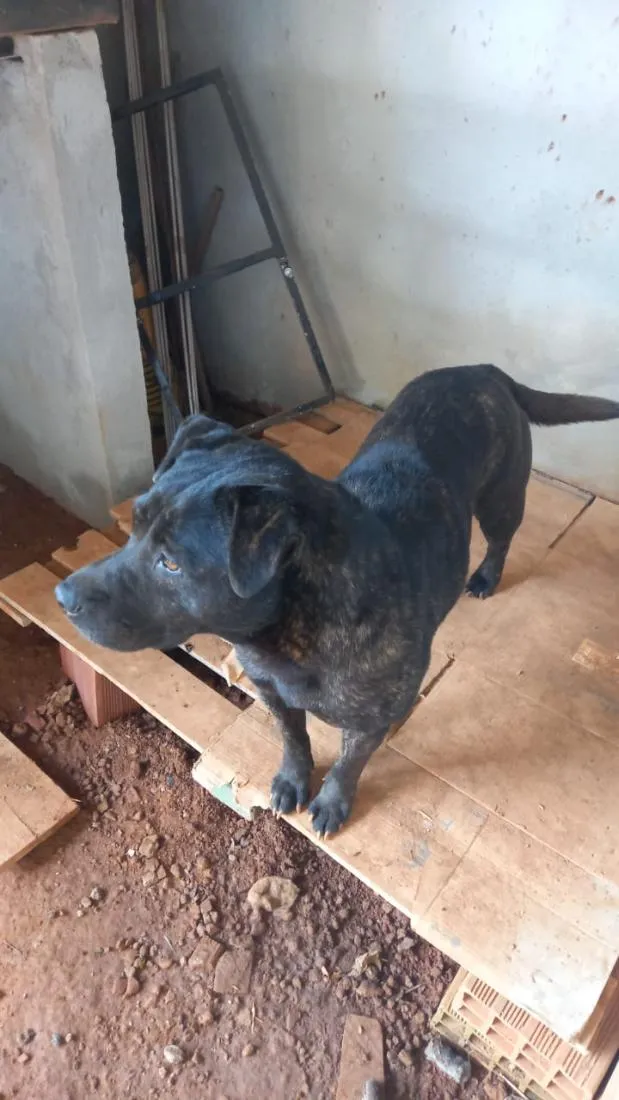 Cachorro raça SRD-ViraLata idade 2 anos nome kira