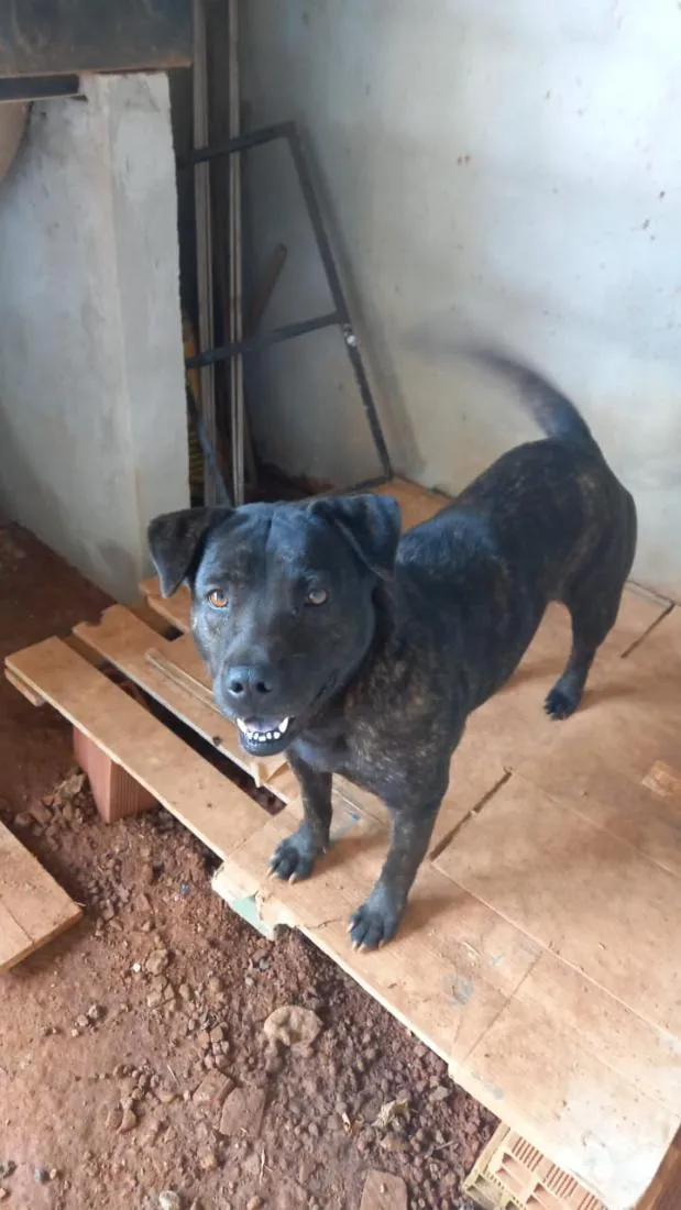 Cachorro raça SRD-ViraLata idade 2 anos nome kira
