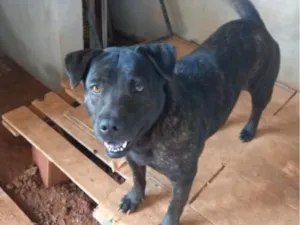 Cachorro raça SRD-ViraLata idade 2 anos nome kira
