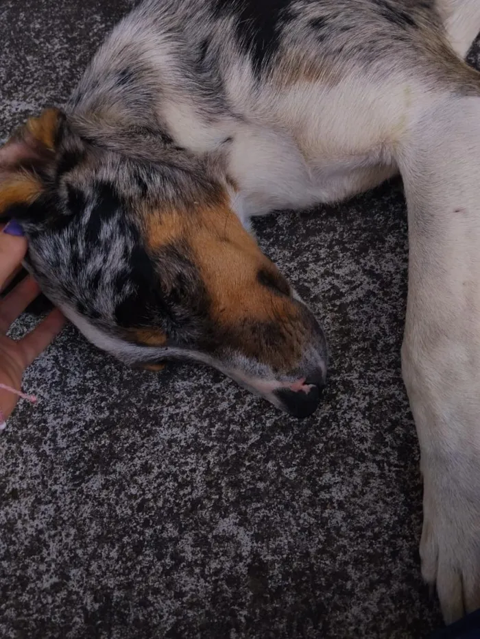 Cachorro raça SRD-ViraLata idade 1 ano nome N sei