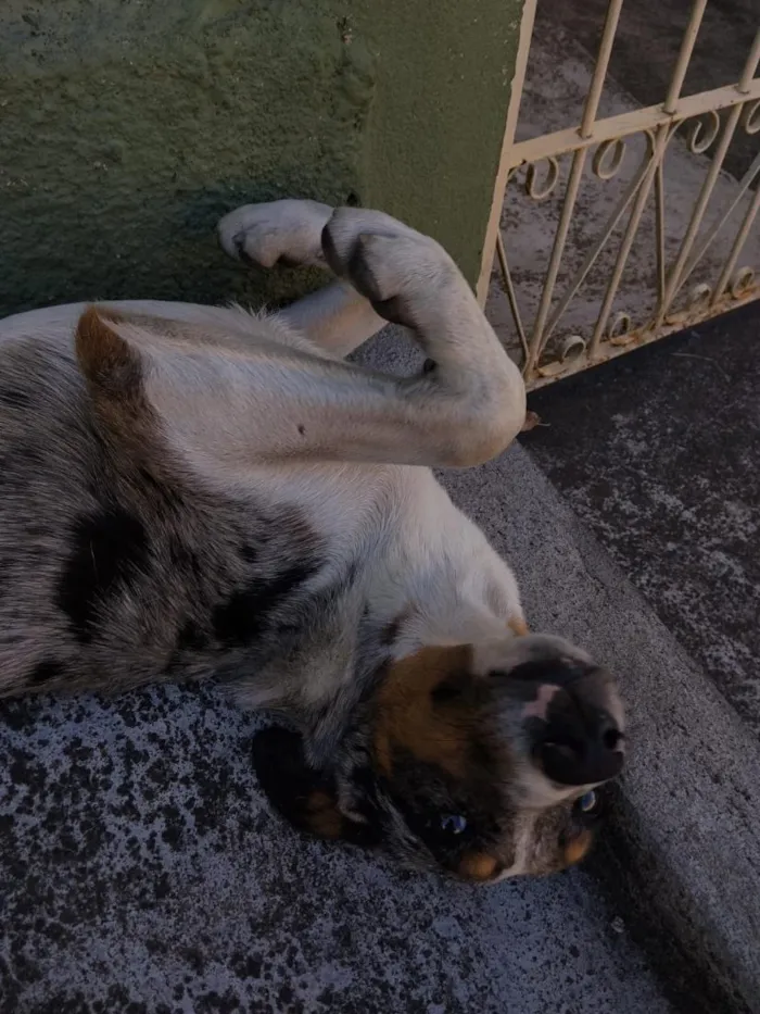 Cachorro raça SRD-ViraLata idade 1 ano nome N sei