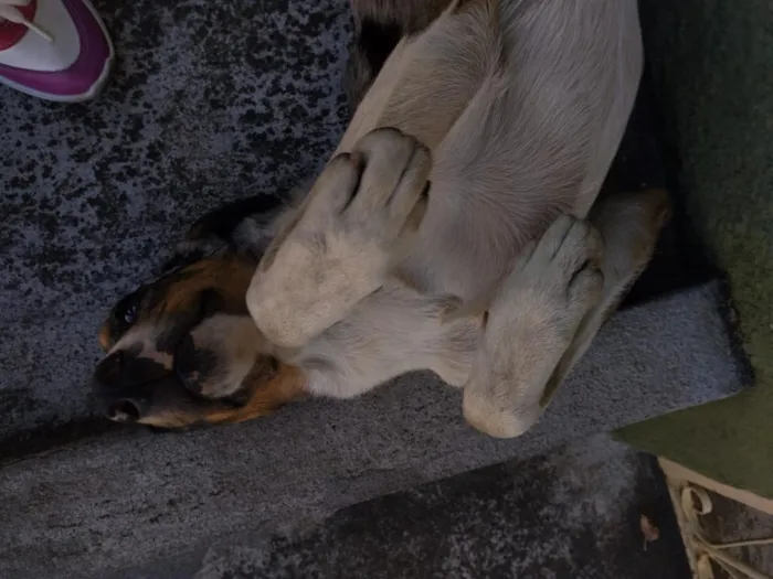 Cachorro raça SRD-ViraLata idade 1 ano nome N sei