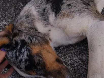 Cachorro raça SRD-ViraLata idade 1 ano nome N sei