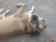 Scooby 