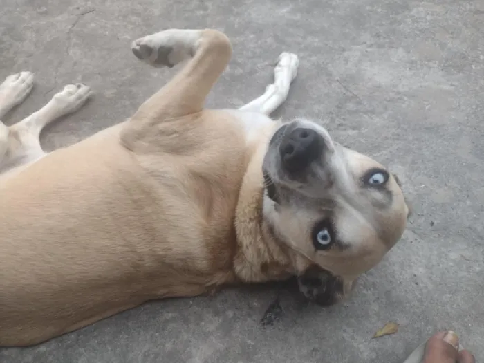 Cachorro raça SRD-ViraLata idade 6 ou mais anos nome Scooby 