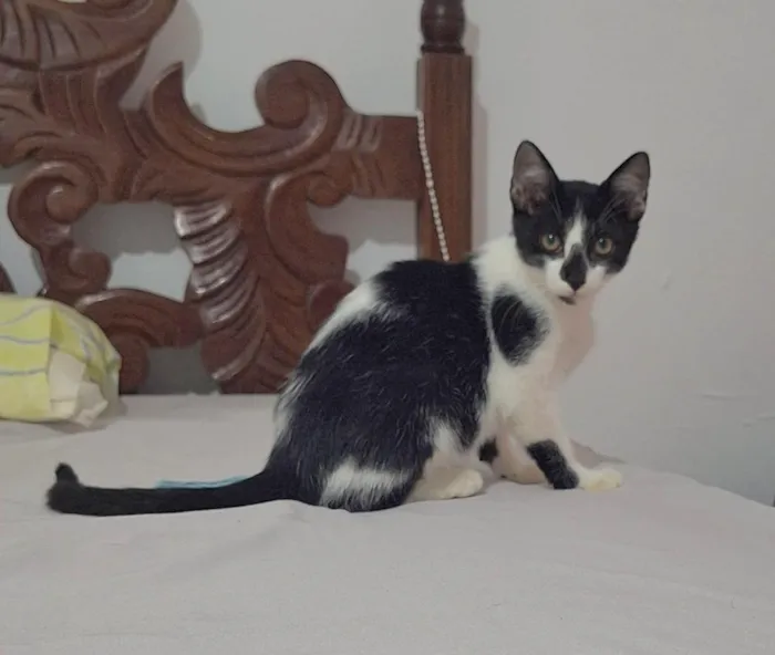 Gato raça SRD-ViraLata idade 2 a 6 meses nome José