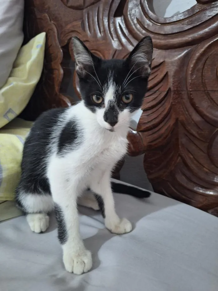 Gato raça SRD-ViraLata idade 2 a 6 meses nome José