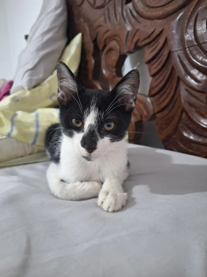 Gato raça SRD-ViraLata idade 2 a 6 meses nome José