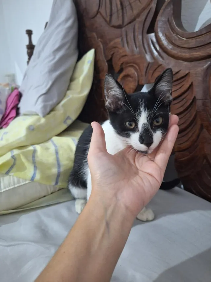Gato raça SRD-ViraLata idade 2 a 6 meses nome José