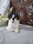 José