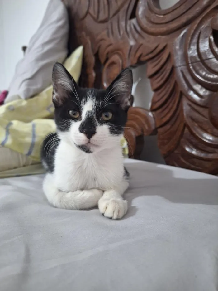 Gato raça SRD-ViraLata idade 2 a 6 meses nome José