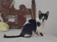 José