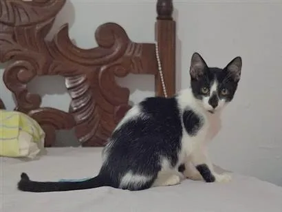 Gato raça SRD-ViraLata idade 2 a 6 meses nome José