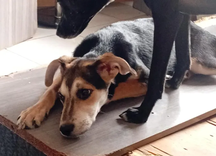 Cachorro raça SRD-ViraLata idade 2 a 6 meses nome Tula