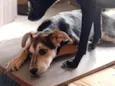 Tula