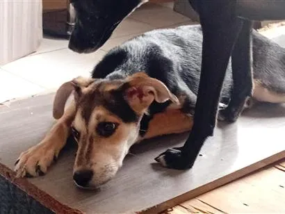 Cachorro raça SRD-ViraLata idade 2 a 6 meses nome Tula
