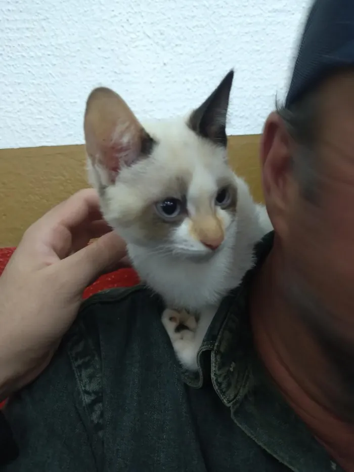 Gato raça SRD-ViraLata idade 2 a 6 meses nome Sem nome
