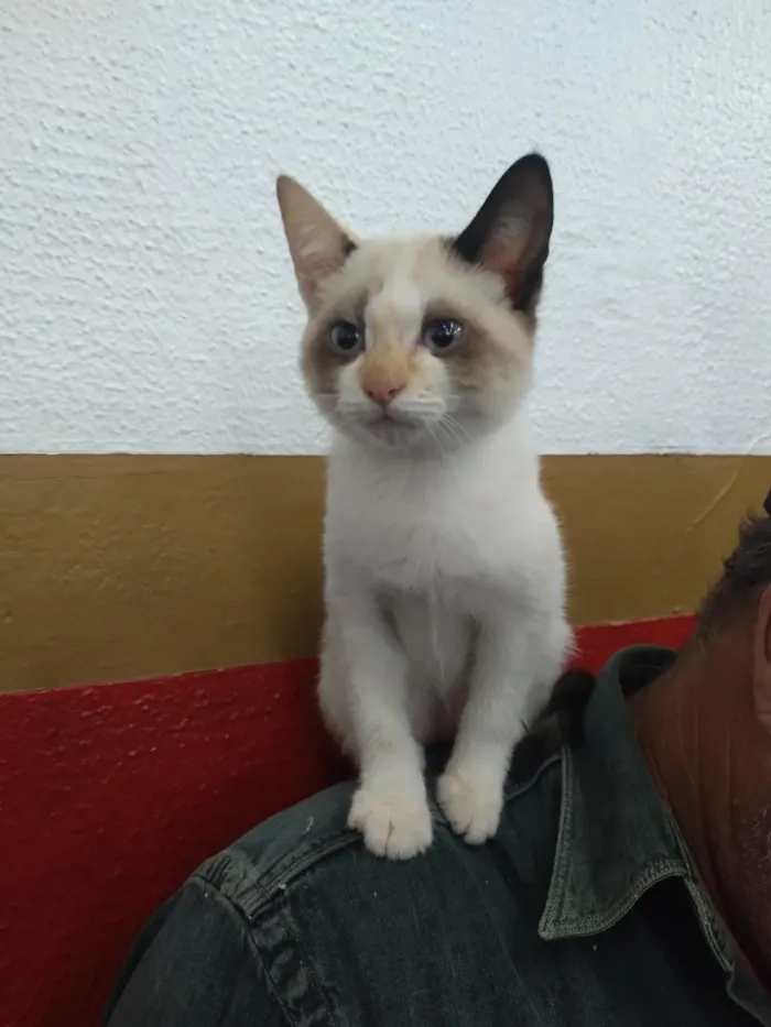 Gato raça SRD-ViraLata idade 2 a 6 meses nome Sem nome
